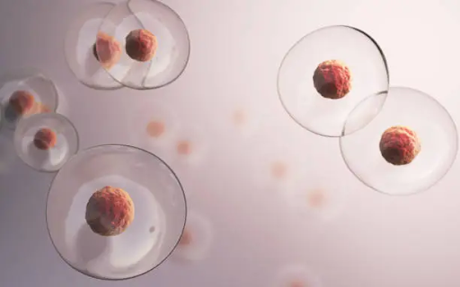 Stem Cell